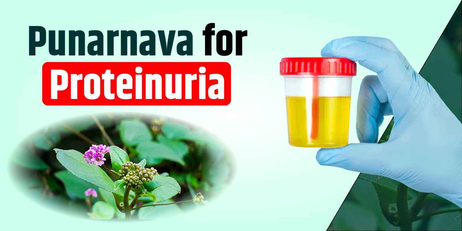 Punarnava for Proteinuria Treatment in Ayurveda